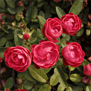 Roşu carmine - trandafir pentru straturi Polyantha